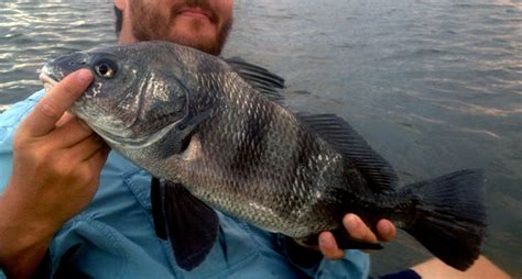 How To Catch Black Drum Fishing From Florida Shores