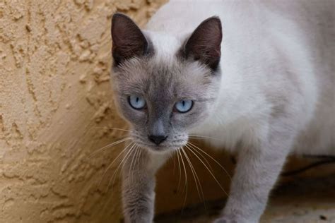 Cat Lovers Are Going Crazy For Blue Point Siamese Cats