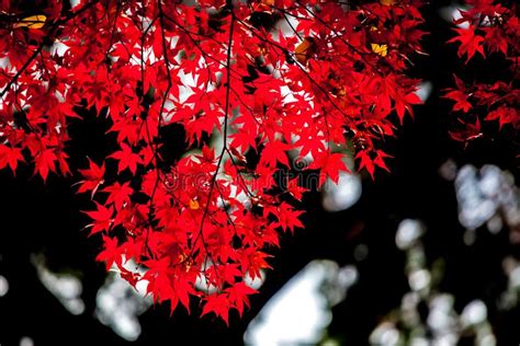 Red Japanese Maple Autumn Fall Momiji Tree In Kyoto Japan Stock Image