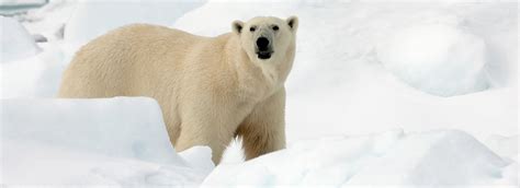 Tundra Native Animals And Adaptations