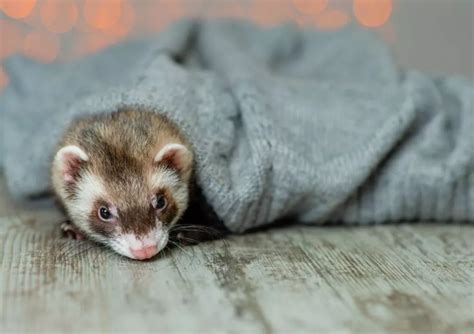 Dihorul - Ghidul animalelor mici de companie | zooplus Ghid
