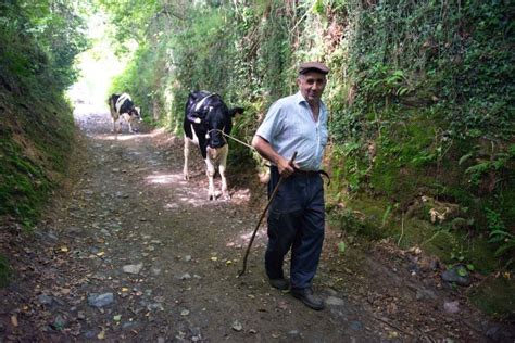 Camino Primitivo En Asturias Kamaleon Viajes