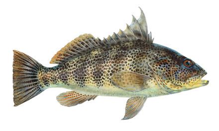 Spotted Bass Fish Species Guide Badangling