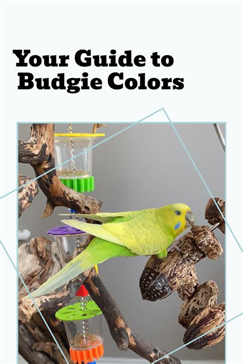 Your Guide To Budgie Colors What Color Is Your Budgie Artofit