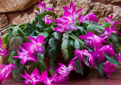 How To Grow A Christmas Cactus Watters Garden Center