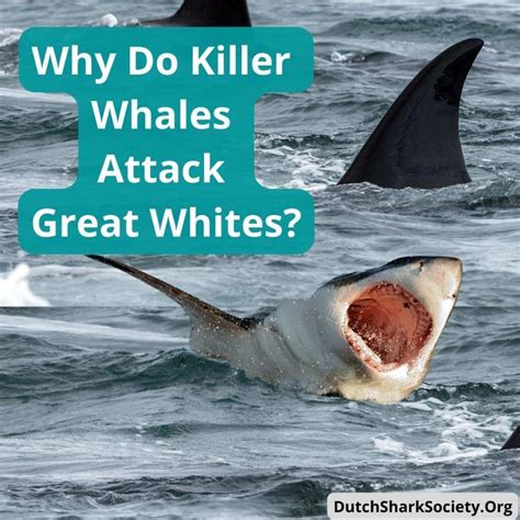 Orca Killer Whales Vs Great White Sharks Battle Of The Predators