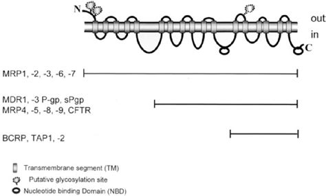 A Schematic Representation Of The Structure Of Some ABC Transporters