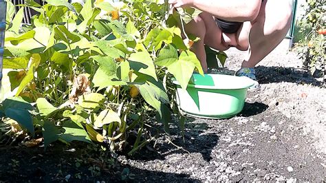 Beans Harvest Village Amateur Porn XHamster