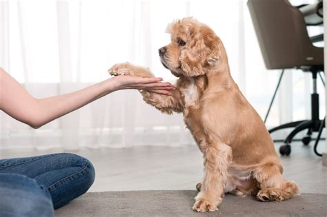 14 Cocker Spaniel Training Tips Every New Owner Needs Spaniel Advisor