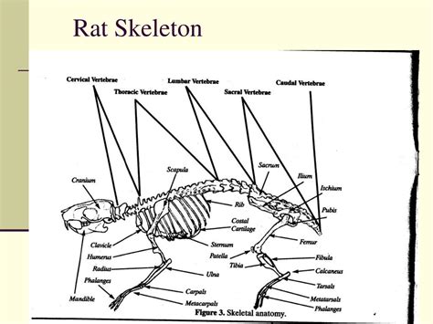 Rat Skeleton And Organ Diagram