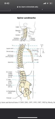 Spine Landmarks Flashcards Quizlet