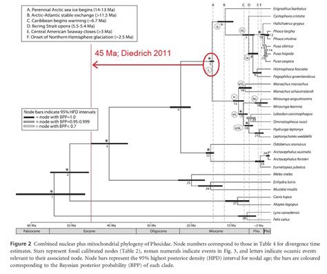 The Coastal Paleontologist, atlantic edition: An Eocene pinniped? A ...