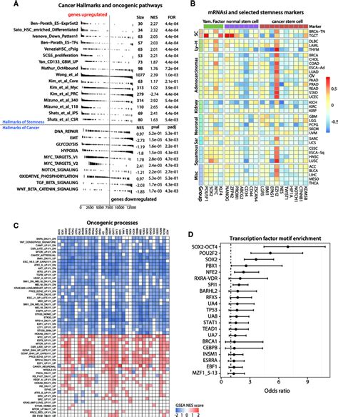 Biological Processes Associated With Cancer Stemness A Gene Set