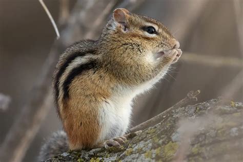 Écureuil gris Mammiferes du Québec