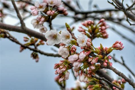 Fotos Gratis Paisaje Rbol Rama Madera Fruta Comida Primavera