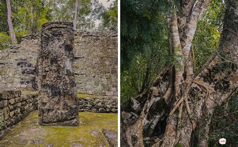 Calakmul Spektakul Re Maya Ruinen Mitten Im Dschungel