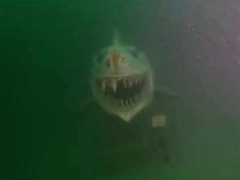 A Terrifying Underwater Shark Statue At Lake Neuchâtel In Switzerland