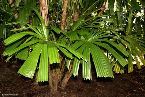 Licuala Spinosa Spiny Licuala Palm Mangrove Fan Palm Flickr