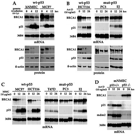 Decrease Of BRCA1 Expression In Response To DNA Damage Requires Wt P53