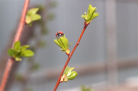 Coccinelle Insecte Feuilles Le Photo Gratuite Sur Pixabay Pixabay