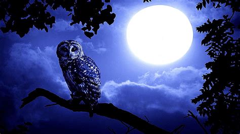 Night Owl Full Moon Tree Hd Wallpaper Wallpaperbetter