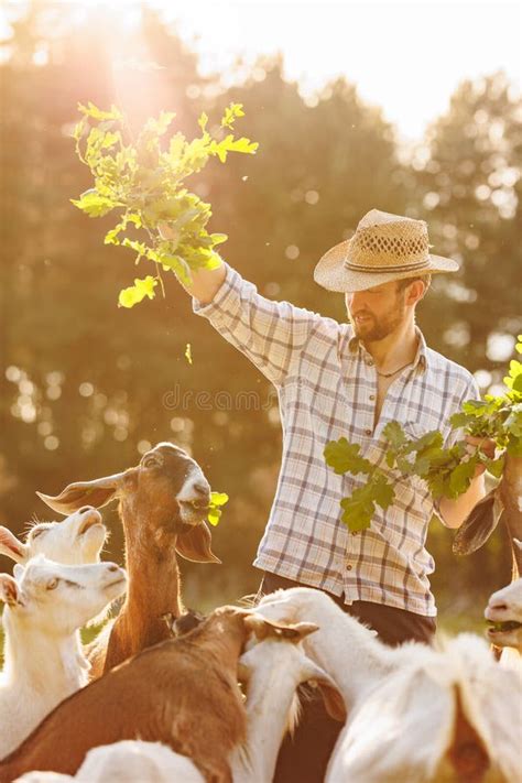 Male Farmer Feeding Goats With Fresh Green Grass On Ecological Pasture