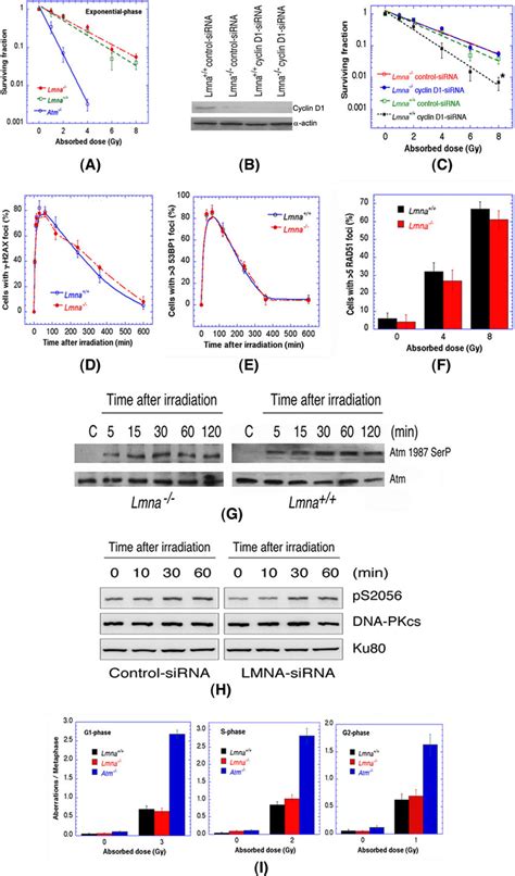 Ionizing Radiation Response In Cells With And Without Lamin A C A Download Scientific