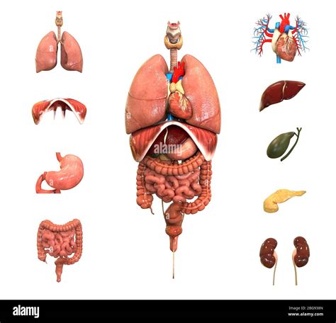 Organos Internos Del Cuerpo Humano