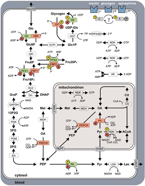 Overview Of Human Hepatocyte Model Consisting Of Glycolysis