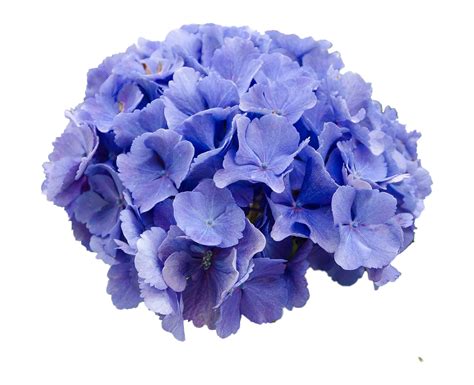 Hydrangea Png Images Transparent Free Download