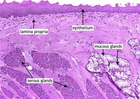 Histo Exam Lecture Digestive Ii Flashcards Quizlet