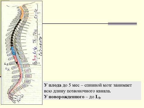 Периферическая нервная система СПИННОМОЗГОВЫЕ НЕРВЫ функциональная и ...