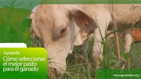 Cómo seleccionar el mejor pasto para el ganado Agro en 2 minutos