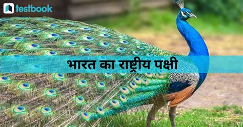 भारत का राष्ट्रीय पक्षी कौन है National Bird Of India In Hindi