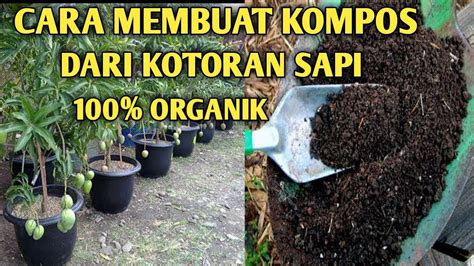 Populer Cara Membuat Pupuk Organik Cair Dari Kotoran Sapi