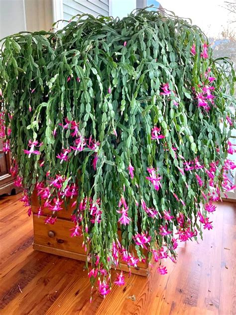 The Christmas Cactus A Perfect Indoor Holiday Addition