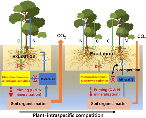 Rhizosphere Priming Effects On Soil Carbon And Nitrogen Dynamics Among