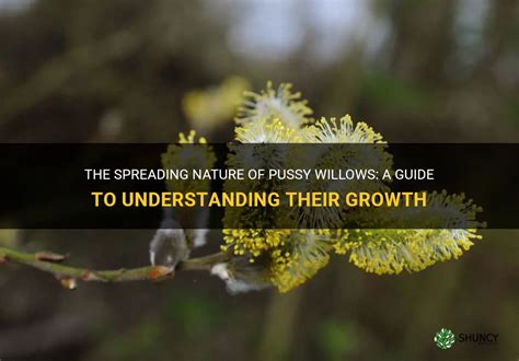The Spreading Nature Of Pussy Willows A Guide To Understanding Their