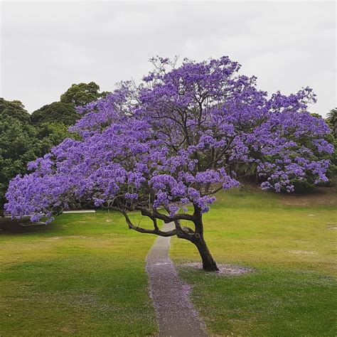 Pin On Australian Trees