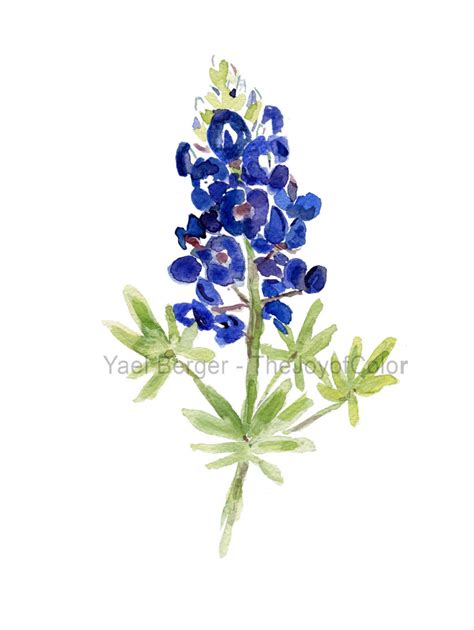 Download Texas Bluebonnets Clipart For Free Designlooter 2020 👨‍🎨