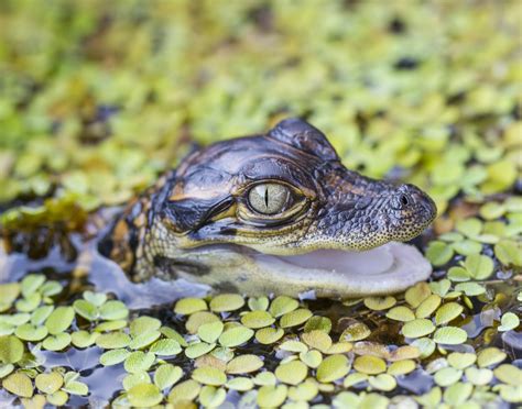 What Is A Baby Alligator Called