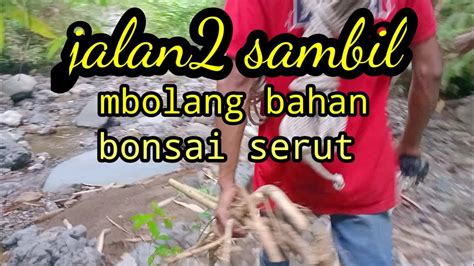 Jalan Jalan Di Sungai Luk Ula Sambil Nyari Bahan Bonsai Serut YouTube