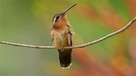 Balança Rabo Canela Glaucis Dohrnii Hook Billed Hermit Beija Flo Raro E