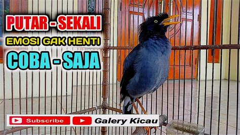 Suara Masteran Jalak Kebo Gacor Full Isian Pancingan Ampuh Macet Bunyi