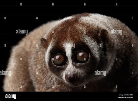 Slow Loris Eyes