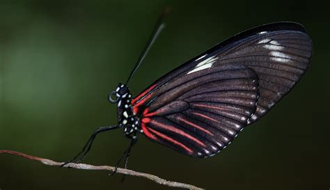 Images Gratuites La Nature Aile La Photographie Feuille P Tale