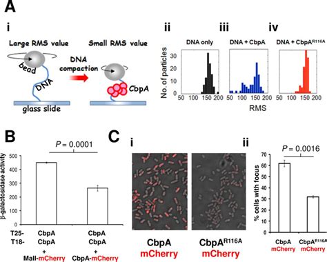 CbpA Side Chain R116 Is Required For Aggregation Of CbpA In Vitro And