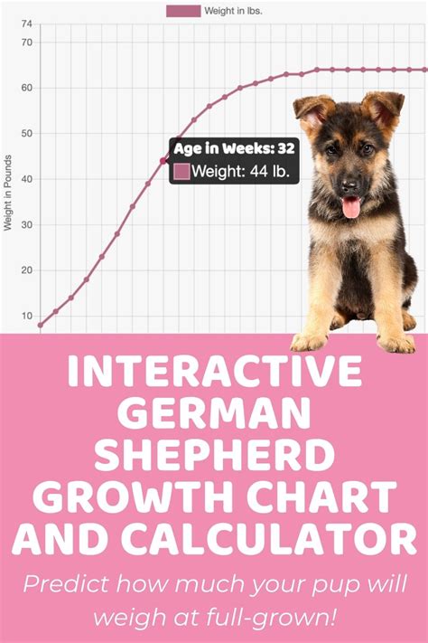 Interactive German Shepherd Growth Chart and Calculator - Puppy Weight ...