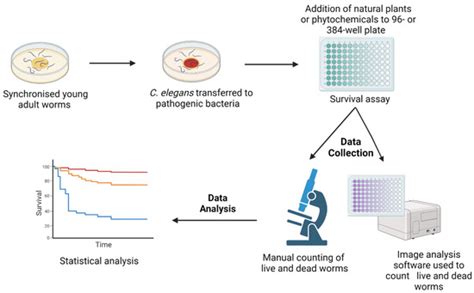 Pharmaceuticals Free Full Text Caenorhabditis Elegans As An In Vivo