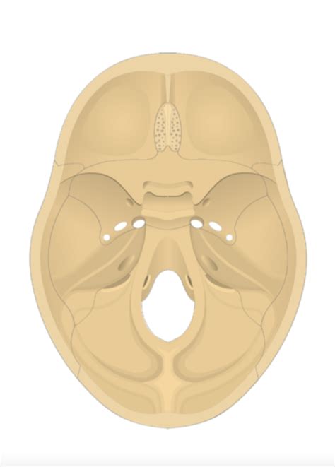 Human Anatomy Skull Superior View Calvarium Removed Diagram Quizlet